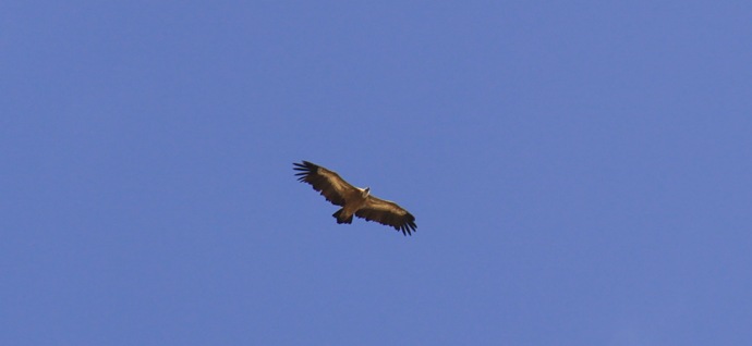 vultur