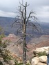 Grand Canyon Colorado - un copac prajit