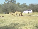 Lion Park - Johannesburg