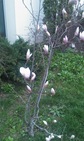 magnolie inflorita