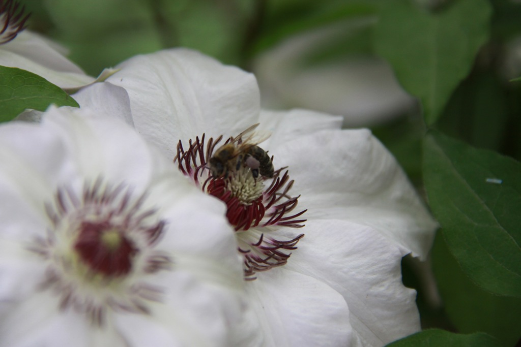 Albina in clematite