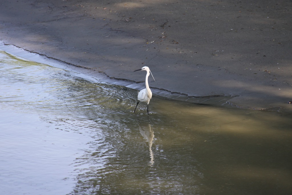 Egreta mica – foto