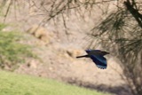 pasarea albastra