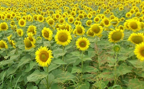 floarea soarelui