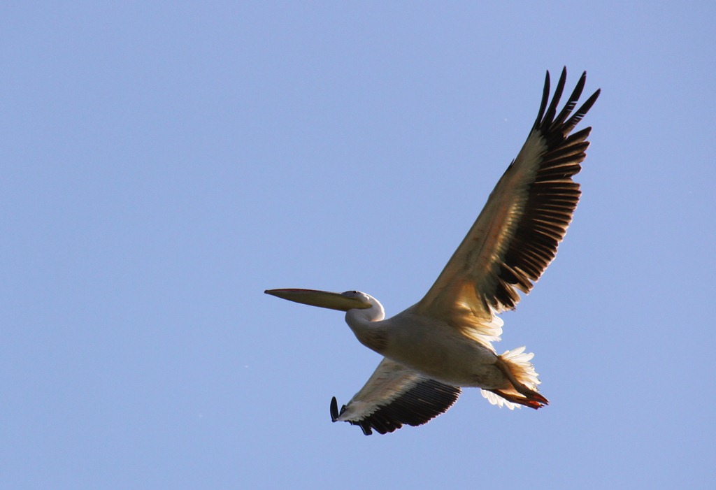 Pelican in zbor