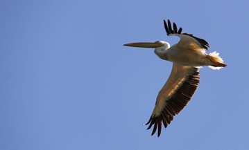Pelican in zbor1