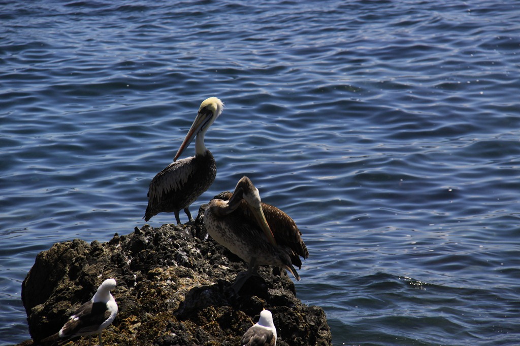 Pelicani de Pacific